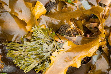 全世界首創新配方，結合三種褐藻糖膠精華：海蘊褐藻糖膠、裙帶菜孢子葉褐藻糖膠和墨角藻褐藻糖膠！全世界首創新配方，結合三種褐藻糖膠精華：海蘊褐藻糖膠、裙帶菜孢子葉褐藻糖膠和墨角藻褐藻糖膠！