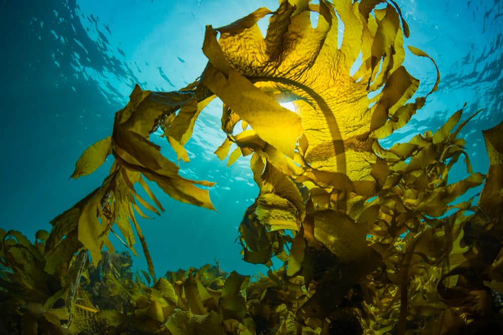 褐藻糖膠全方位健康守護：10 大功效＋日常小貼士